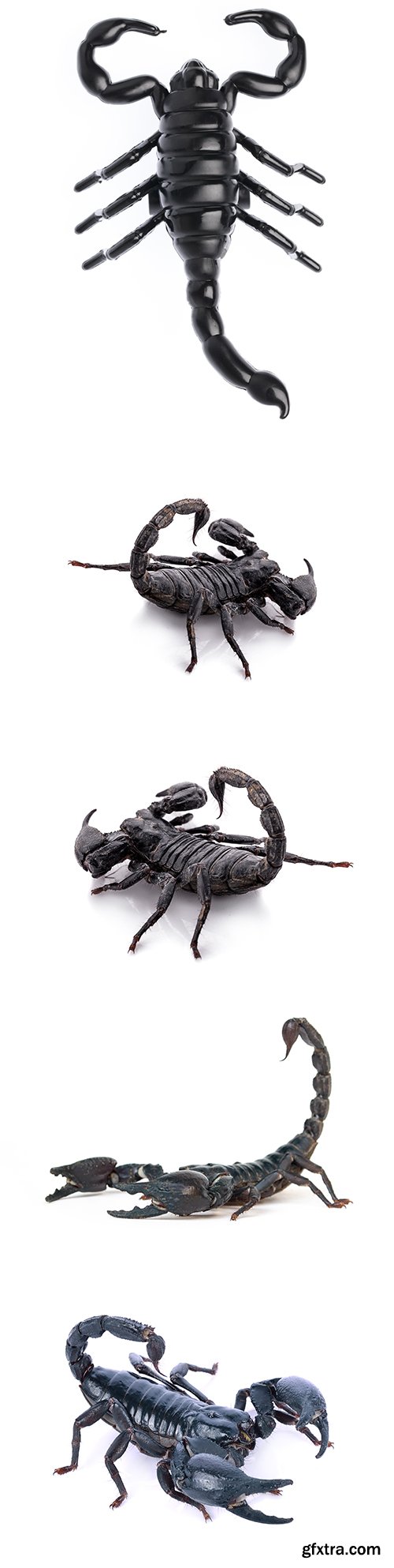 Scorpion Isolated - 15xJPGs