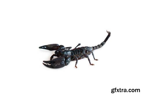 Scorpion Isolated - 15xJPGs