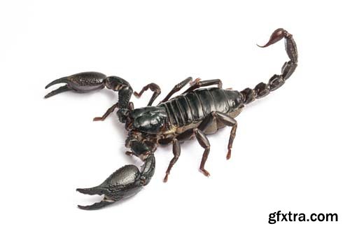 Scorpion Isolated - 15xJPGs