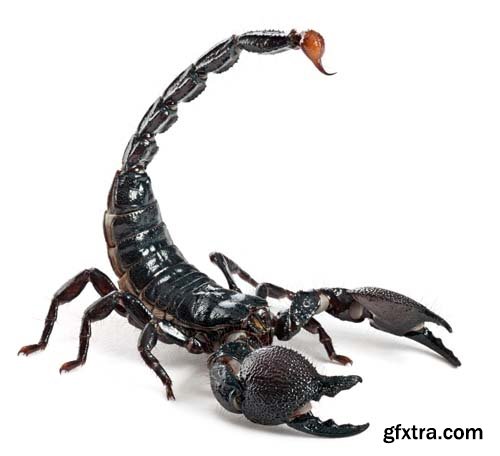 Scorpion Isolated - 15xJPGs