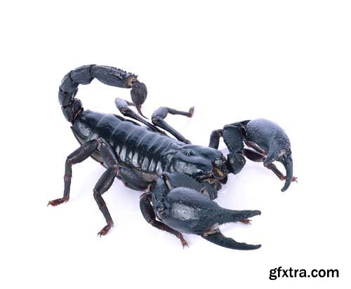 Scorpion Isolated - 15xJPGs