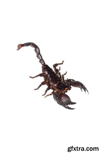 Scorpion Isolated - 15xJPGs