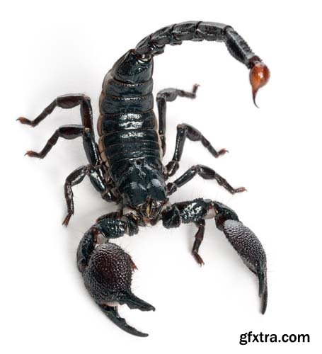 Scorpion Isolated - 15xJPGs