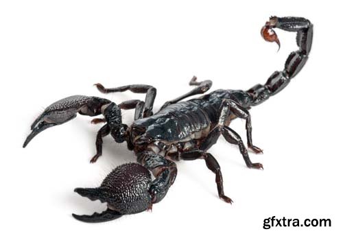 Scorpion Isolated - 15xJPGs