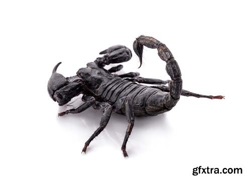 Scorpion Isolated - 15xJPGs