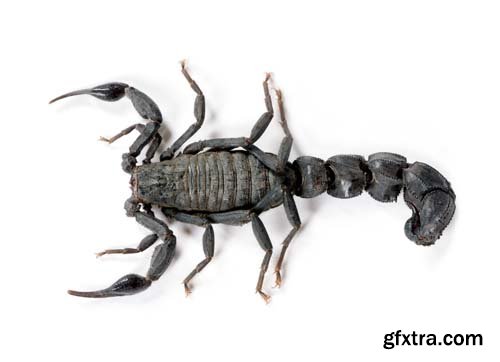 Scorpion Isolated - 15xJPGs