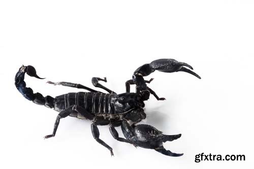 Scorpion Isolated - 15xJPGs