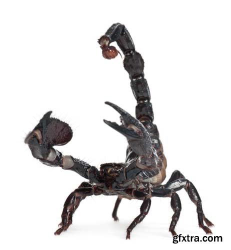 Scorpion Isolated - 15xJPGs