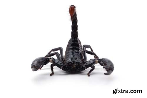 Scorpion Isolated - 15xJPGs