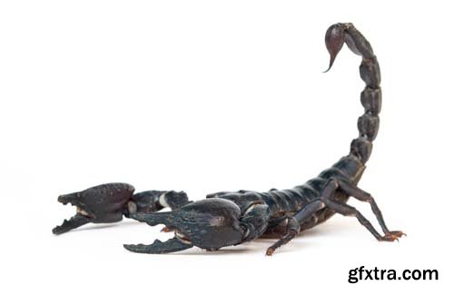 Scorpion Isolated - 15xJPGs