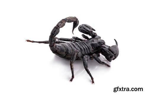 Scorpion Isolated - 15xJPGs