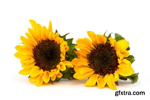 Sunflowers Isolated - 9xJPGs