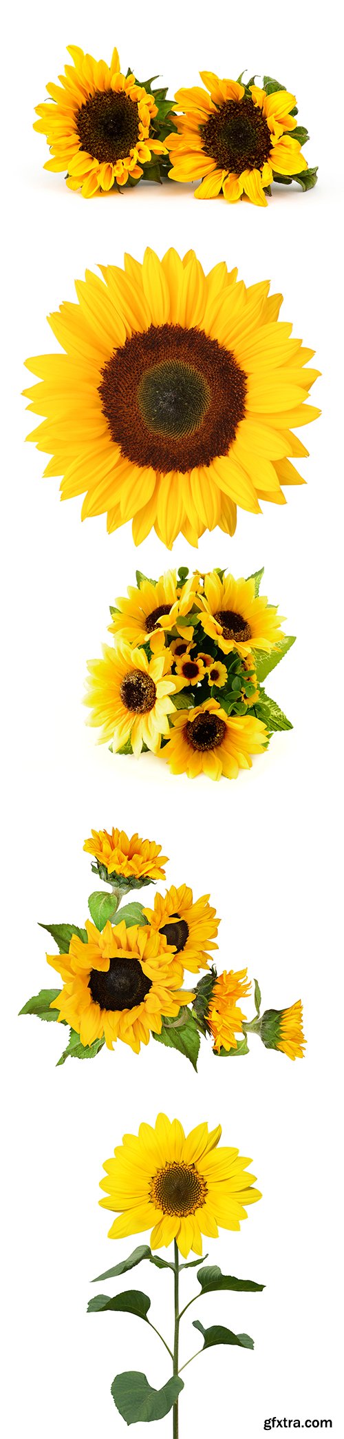 Sunflowers Isolated - 9xJPGs