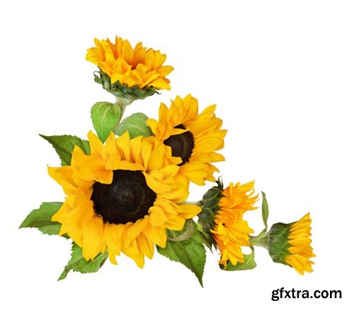 Sunflowers Isolated - 9xJPGs