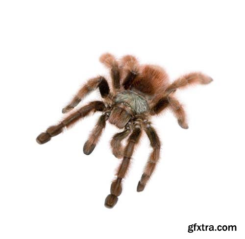 Tarantula Isolated - 10xJPGs