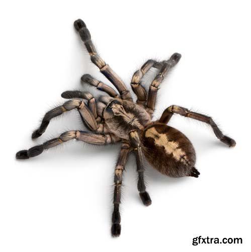 Tarantula Isolated - 10xJPGs