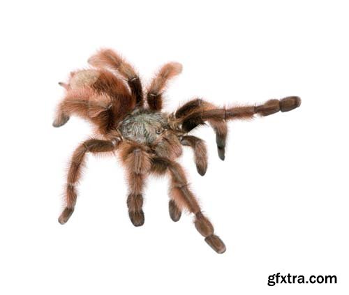 Tarantula Isolated - 10xJPGs