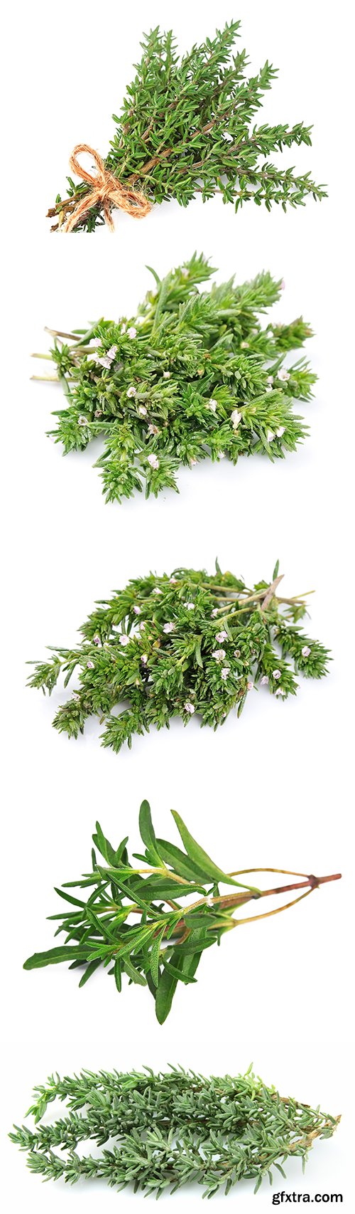 Thyme Herb Isolated - 10xJPGs