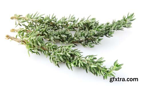 Thyme Herb Isolated - 10xJPGs