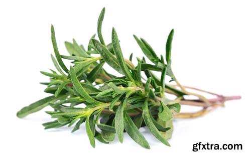 Thyme Herb Isolated - 10xJPGs