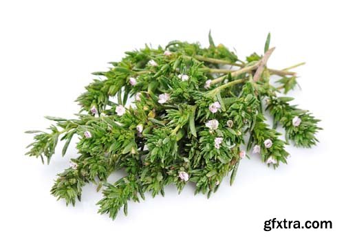 Thyme Herb Isolated - 10xJPGs