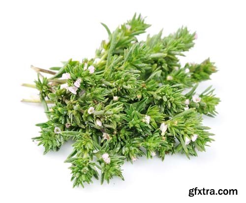 Thyme Herb Isolated - 10xJPGs