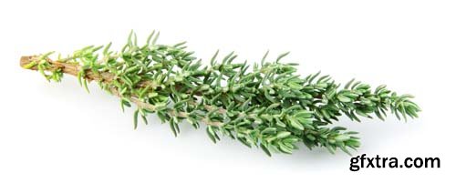 Thyme Herb Isolated - 10xJPGs