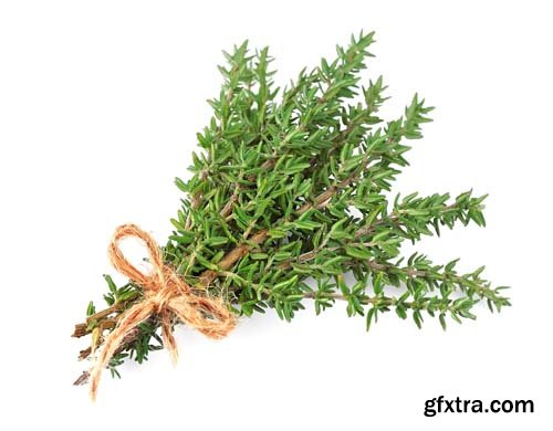 Thyme Herb Isolated - 10xJPGs