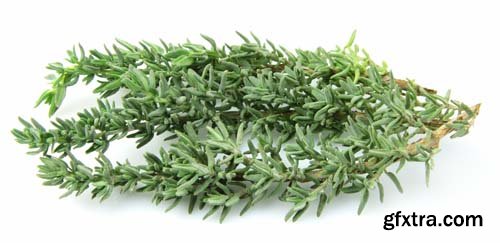 Thyme Herb Isolated - 10xJPGs