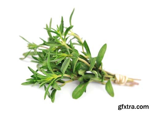 Thyme Herb Isolated - 10xJPGs