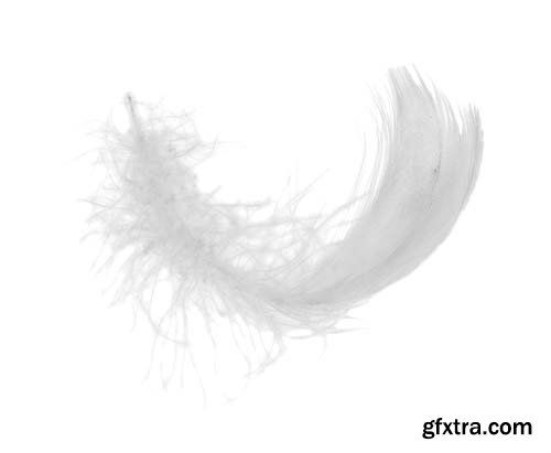 White Feather Isolated - 10xJPGs