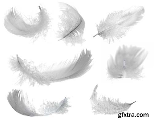 White Feather Isolated - 10xJPGs