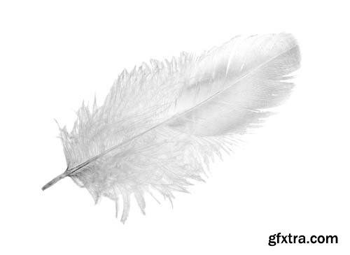 White Feather Isolated - 10xJPGs