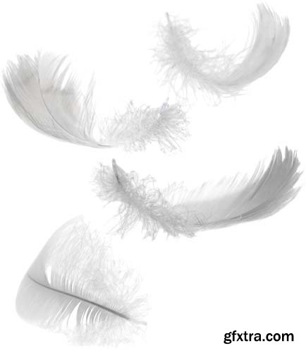 White Feather Isolated - 10xJPGs