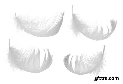 White Feather Isolated - 10xJPGs