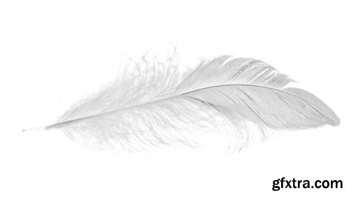 White Feather Isolated - 10xJPGs