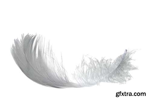 White Feather Isolated - 10xJPGs