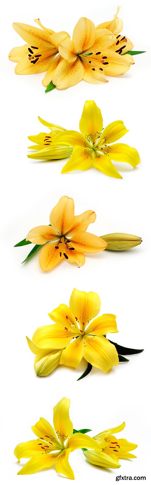 Yellow Lily Isolated - 8xJPGs