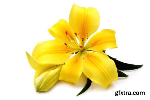 Yellow Lily Isolated - 8xJPGs