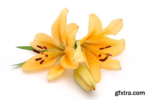 Yellow Lily Isolated - 8xJPGs