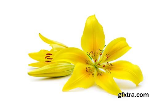 Yellow Lily Isolated - 8xJPGs