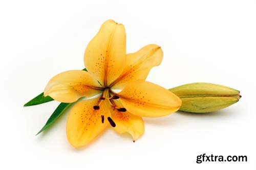 Yellow Lily Isolated - 8xJPGs