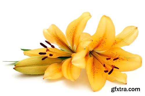 Yellow Lily Isolated - 8xJPGs