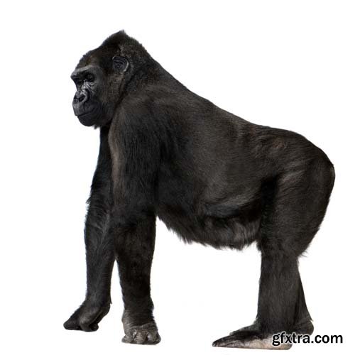 Young Silverback Gorilla Isolated - 15xJPGs