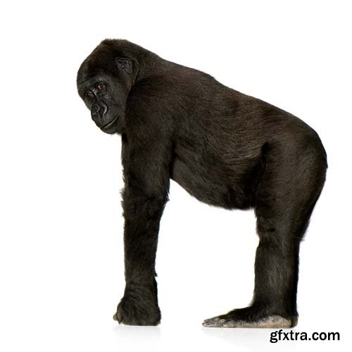 Young Silverback Gorilla Isolated - 15xJPGs