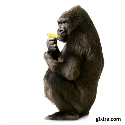 Young Silverback Gorilla Isolated - 15xJPGs