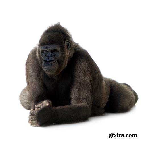 Young Silverback Gorilla Isolated - 15xJPGs