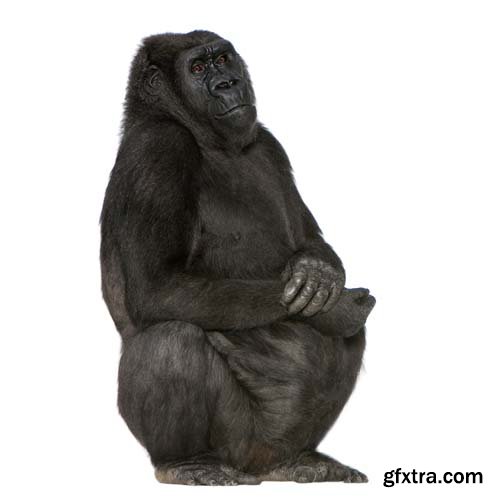 Young Silverback Gorilla Isolated - 15xJPGs