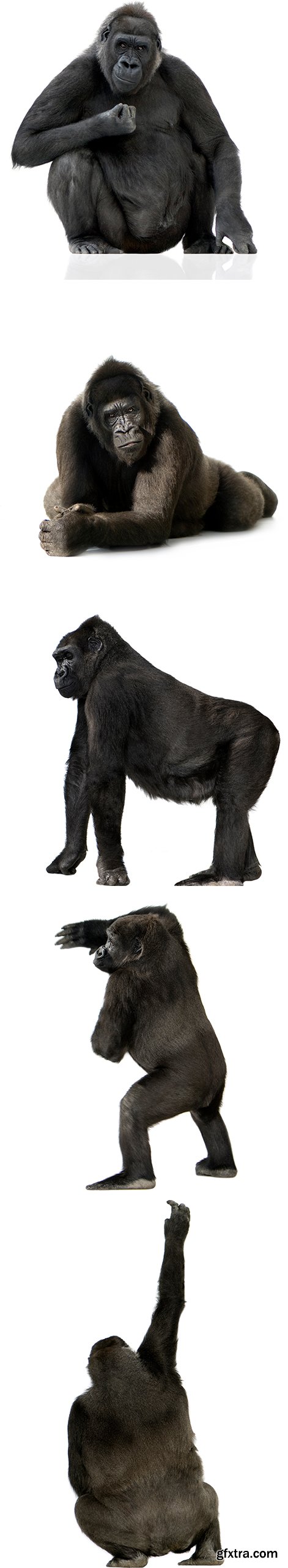 Young Silverback Gorilla Isolated - 15xJPGs