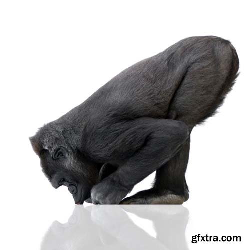 Young Silverback Gorilla Isolated - 15xJPGs